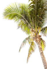 Plakat palm tree isolated on white background