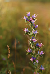 Beautiful purple wild flower in the meadow at sunset
