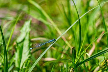 Blue dragonfly on a blade of grass