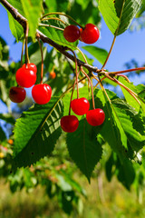 Red Cherries on a branch