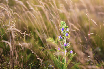 Beautiful purple wild flower in the meadow at sunset