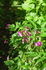 Red campion flowers
