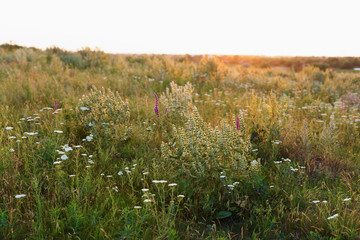 Obraz premium Wild flowers and grass at summer meadow at sunset