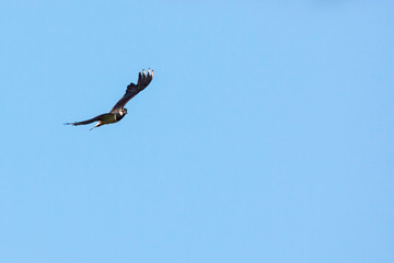 Lapwing flying in the blue sky