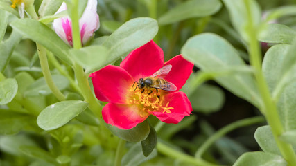 bee on a flower