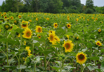 Obraz premium blooming Sunflowers in the field in the summer time