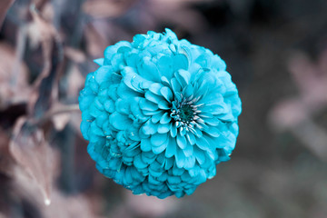 Blue Flower in the garden
