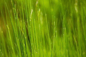Fototapeta na wymiar A beautiful, green grass full of morning dew. Natural freshness in spring.