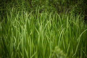 A beautiful, green grass full of morning dew. Natural freshness in spring.