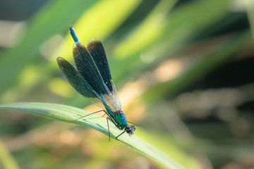 calopteryx splendens