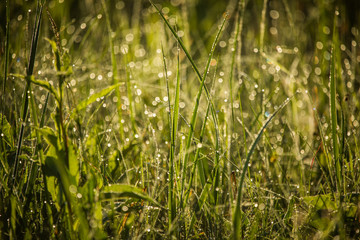 A beautiful, green grass full of morning dew. Natural freshness in spring.