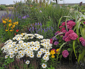 Sommerblumen in der Bretagne