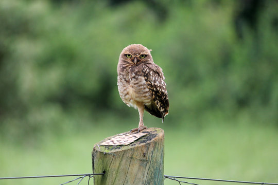 Owl perched on branch