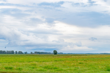 Fototapeta na wymiar Summer landscape of the field and blue sky