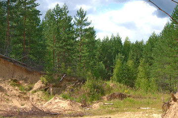 Pine forest in summer. Kostroma region, Russia.