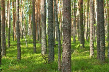 Fototapeta na wymiar Pine forest in summer. Kostroma region, Russia.