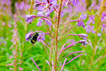 A summer flowering plant with purple flowers