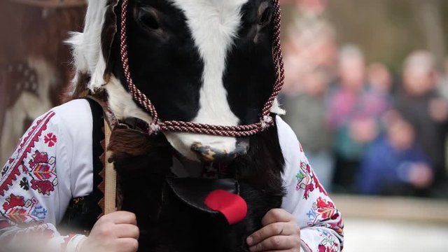 Masked dancer with the head of a cow dressed in bulgarian folklore clothes with elements called sheitza.