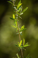 Beautiful, fresh, green spring leaves in the branches. Natural, sunny spring day in forest