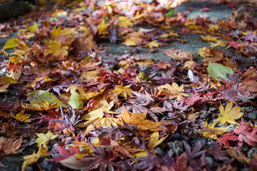 Osaka, Japan  : Autumn leaves in Minoo Park