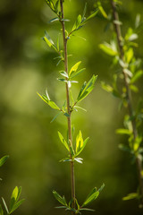 Beautiful, fresh, green spring leaves in the branches. Natural, sunny spring day in forest
