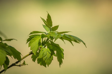 Beautiful, fresh, green spring leaves in the branches. Natural, sunny spring day in forest