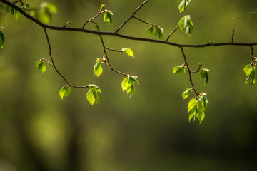 Beautiful, fresh, green spring leaves in the branches. Natural, sunny spring day in forest