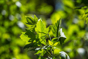 Beautiful, fresh, green spring leaves in the branches. Natural, sunny spring day in forest