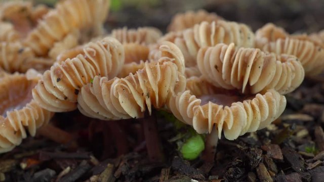 Tokyo,Japan-July 16, 2019: Closeup of Marasmius maximus Hongo in the rain