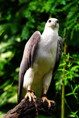 White-bellied sea-eagle.