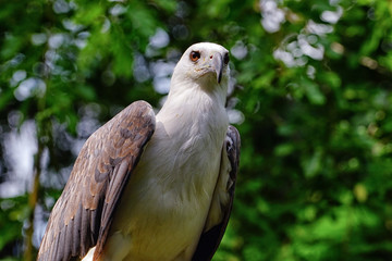 White-bellied sea-eagle.
