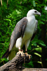 White-bellied sea-eagle.