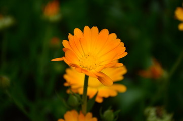 Calendula flower on summer day. Closeup medicinal flower herb for tea or oil