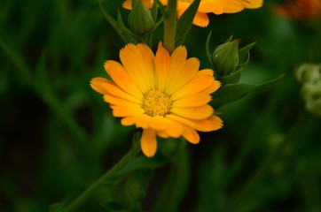 Calendula flower on summer day. Closeup medicinal flower herb for tea or oil