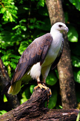 White-bellied sea-eagle.