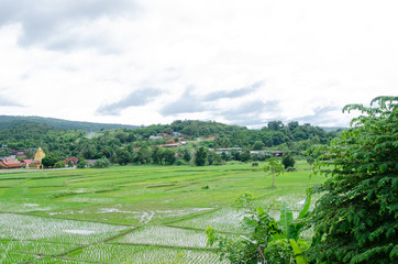 Fototapeta premium Green rice filde in Amphoe Na Haeo loei.