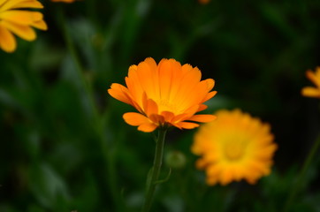 Obraz premium Calendula flower on summer day. Closeup medicinal flower herb for tea or oil, top view