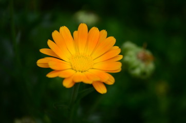 Calendula flower on summer day. Closeup medicinal flower herb for tea or oil, top view