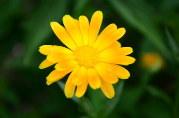 Calendula flower on summer day. Closeup medicinal flower herb for tea or oil, top view
