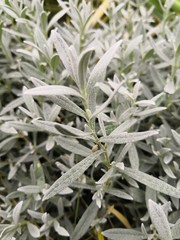 grass with water drops