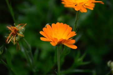 Calendula flower on summer day. Closeup medicinal flower herb for tea or oil, top view