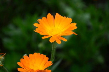 Calendula flower on summer day. Closeup medicinal flower herb for tea or oil, top view