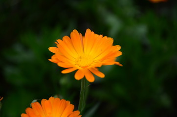 Calendula flower on summer day. Closeup medicinal flower herb for tea or oil, top view