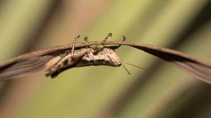 The little grasshopper.