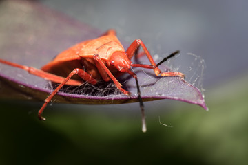 Red beetle.