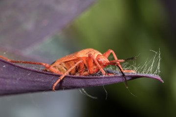Red beetle.