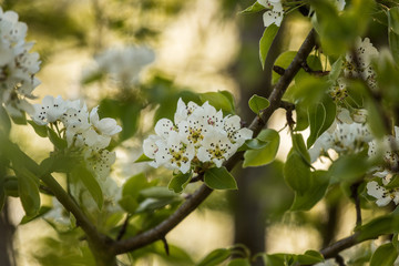 A beautiful white pear tree flowers in spring. Fruit tree blossoming in garden in Latvia, Northern Europe.