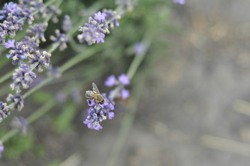 Bee pollinating a lavender flower in a summer flower bed for honey production