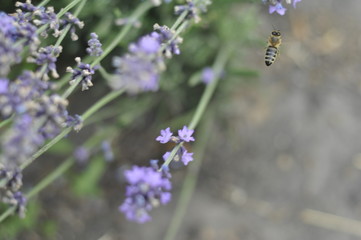 Bee pollinating a lavender flower in a summer flower bed for honey production