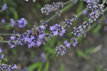 Bee pollinating a lavender flower in a summer flower bed for honey production